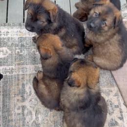 Boy 6 - Sable male German Shepherd puppy in Hollis Center, Maine from Noble German Shepherds of Maine