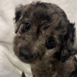 Girl 2 - Goldendoodle puppy in Hurricane, Utah from Dancing Doodles