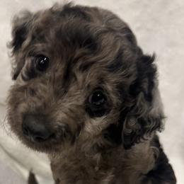 Girl 2 - Goldendoodle puppy in Hurricane, Utah from Dancing Doodles