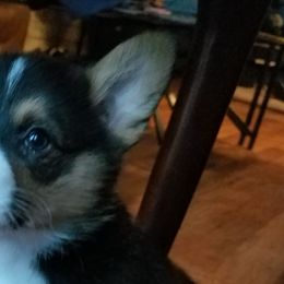 Pembroke Welsh Corgis from Main Street Corgis