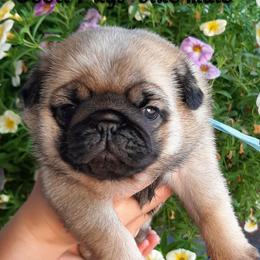 Fuji - blue collar - Fawn male Pug puppy in Saint Helens, Oregon from Ebert Golden Retrievers & Pugs