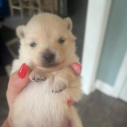 Cream Girl 1 - Cream female Pomeranian puppy in Randleman, North Carolina from Luxurious Poms