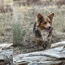American Corgis and Pembroke Welsh Corgis from Grand Mesa Corgis