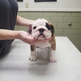 Bulldog and French Bulldog Puppies from Impressive Bulldogs and French Bulldogs