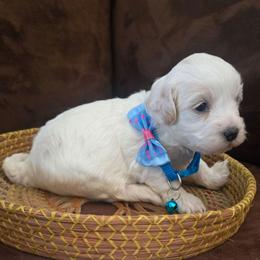 Marshmallow - White male Maltipoo puppy in Sahuarita, Arizona from Cowgirl's Legacy Maltipoos