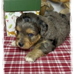 Boy 3 Aussie Doodle - Blue merle male Miniature Australian Shepherd puppy in Pensacola, Florida from TNT MINI AUSSIES