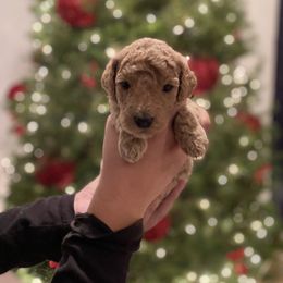 Tahiti - Goldendoodle puppy in Los Angeles, California from Beach City Doodles