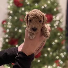 Tahiti - Goldendoodle puppy in Los Angeles, California from Beach City Doodles