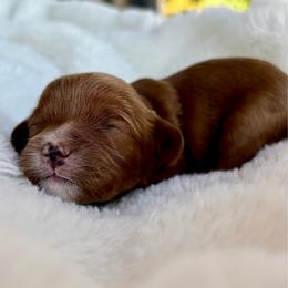 Ruby - Smallest Red Female with white - - Red female Cavapoo puppy in Gilbert, Arizona from Arizona Toy Cavapoos – Health‐Tested & Home‐Raised