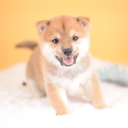 Hiro -FULL REGISTRATION INCLUDED- - Red male Shiba Inu puppy in Neosho, Missouri from Kenny Cave K9s