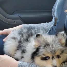 Pomeranian and Pomsky Puppies from Pom Pom Pomskies-TN