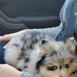 Pomeranian and Pomsky Puppies from Pom Pom Pomskies-TN