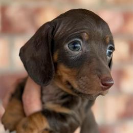 Doc Holiday - Chocolate and tan male Dachshund puppy in Deming, New Mexico from FoxieDoxies of New Mexico