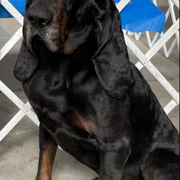 Black and Tan Coonhounds from Carlin Kennels