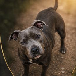 Challa - Staffordshire Bull Terrier