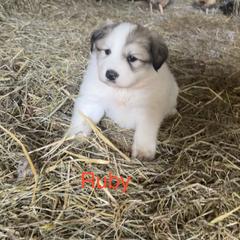Ruby - White and badger female Great Pyrenees puppy in Coxs Mills, West Virginia from Bailey Family Farm