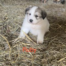 Ruby - White and badger female Great Pyrenees puppy in Coxs Mills, West Virginia from Bailey Family Farm