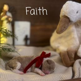 Assorted Doodle Crosses puppies from Southern Haven Doodles