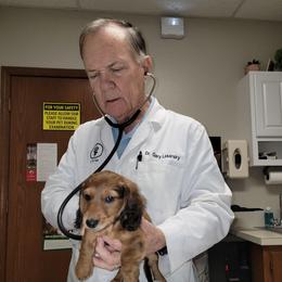 Happy. (Non Dapple) - Red male Dachshund puppy in Terlton, Oklahoma from CLARK'S BREEDING PROGRAM