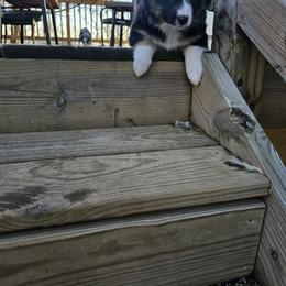 Miniature Australian Shepherd Puppies from Carter's Cuties