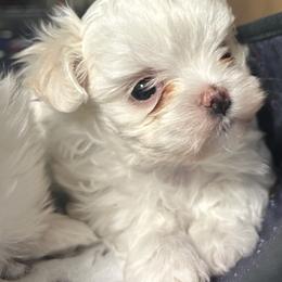 Romeo - White male Maltese puppy in Coats, North Carolina from Angie's Puppies