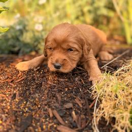 Coral - Red  female Goldendoodle puppy in Twin Falls, Idaho from Magic Valley Family Doodles