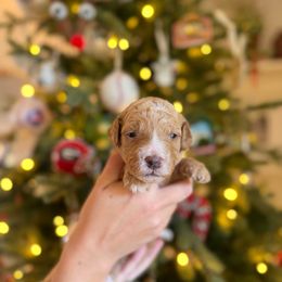 Miss Teal - Apricot female Goldendoodle puppy in Athens, Georgia from Moore Goldendoodles