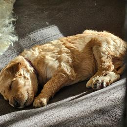 Purple Girl - Apricot female Goldendoodle puppy in Lumberton, Texas from SETX Doodle Den LLC