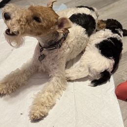 Darcie - Wire Fox Terrier