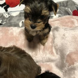 Yorkshire Terrier Puppies from Happy Days Acres and Yorkies