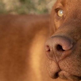 Vizslas from Mira Vizslas