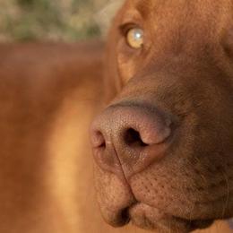 Vizslas from Mira Vizslas