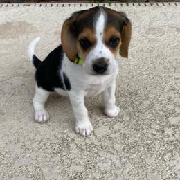 Girl 3 Green - Black and white female Beagle puppy in Crestview, Florida from Alicia's Beagles
