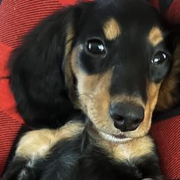 Abbie - Black and tan Dachshund puppy in Texas from Millys Pups