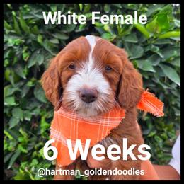 White - Red  female Goldendoodle puppy in Upland, California from Hartman Goldendoodles