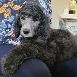 Poodle Puppies from Hickory Hills Poodles