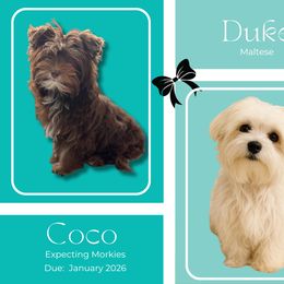 Morkie puppies from Lil Luxe Pups