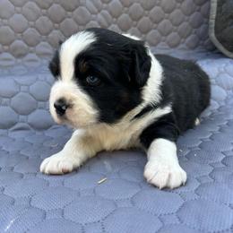 Yoshi - Black tri male Miniature Australian Shepherd puppy in Lebanon, Oregon from Two Pines Mini Aussies