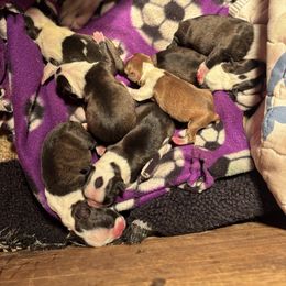 Girl 1 - Black brindle and white female Boston Terrier puppy in Sunnyside, Washington from Boston Terriers