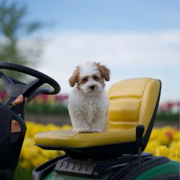 Louie Vuitton - Parti male Maltipoo puppy in Deming, Washington from Heavenly Puppies to Love