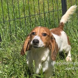 Bashful Father's day sale - Cream male Dachshund puppy in Willard, Utah from Simply Sharing Love
