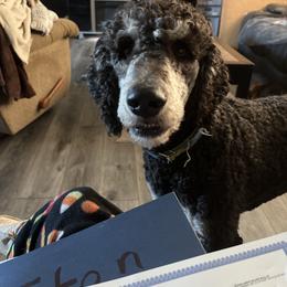 Titan - Poodle