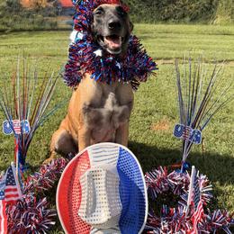 Iris - Belgian Malinois