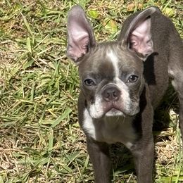 Boston Terriers from RuckerRun Boston Terriers