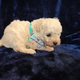 Ghost - White male Maltipoo puppy in Sahuarita, Arizona from Cowgirl's Legacy