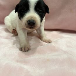 Border Collie Puppies from Vowell Farm Border Collies