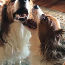 Irish Water Spaniel and Nederlandse Kooikerhondje All Grown Up from Madcap