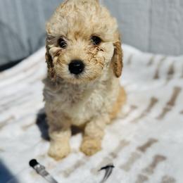 Grey collar - Cream female Goldendoodle puppy in Valdosta, Georgia from Fifth Day Farm