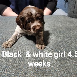 Wirehaired Pointing Griffon Puppies from Big Blue Barn