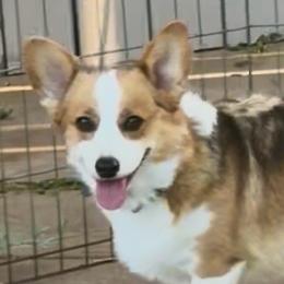 Nikki - Pembroke Welsh Corgi